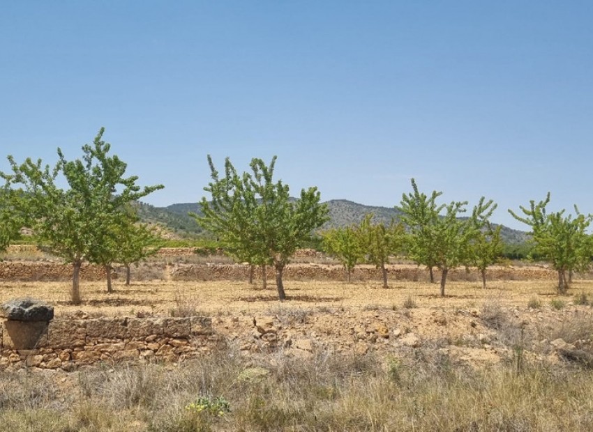  - Landa -  - Yecla Centro