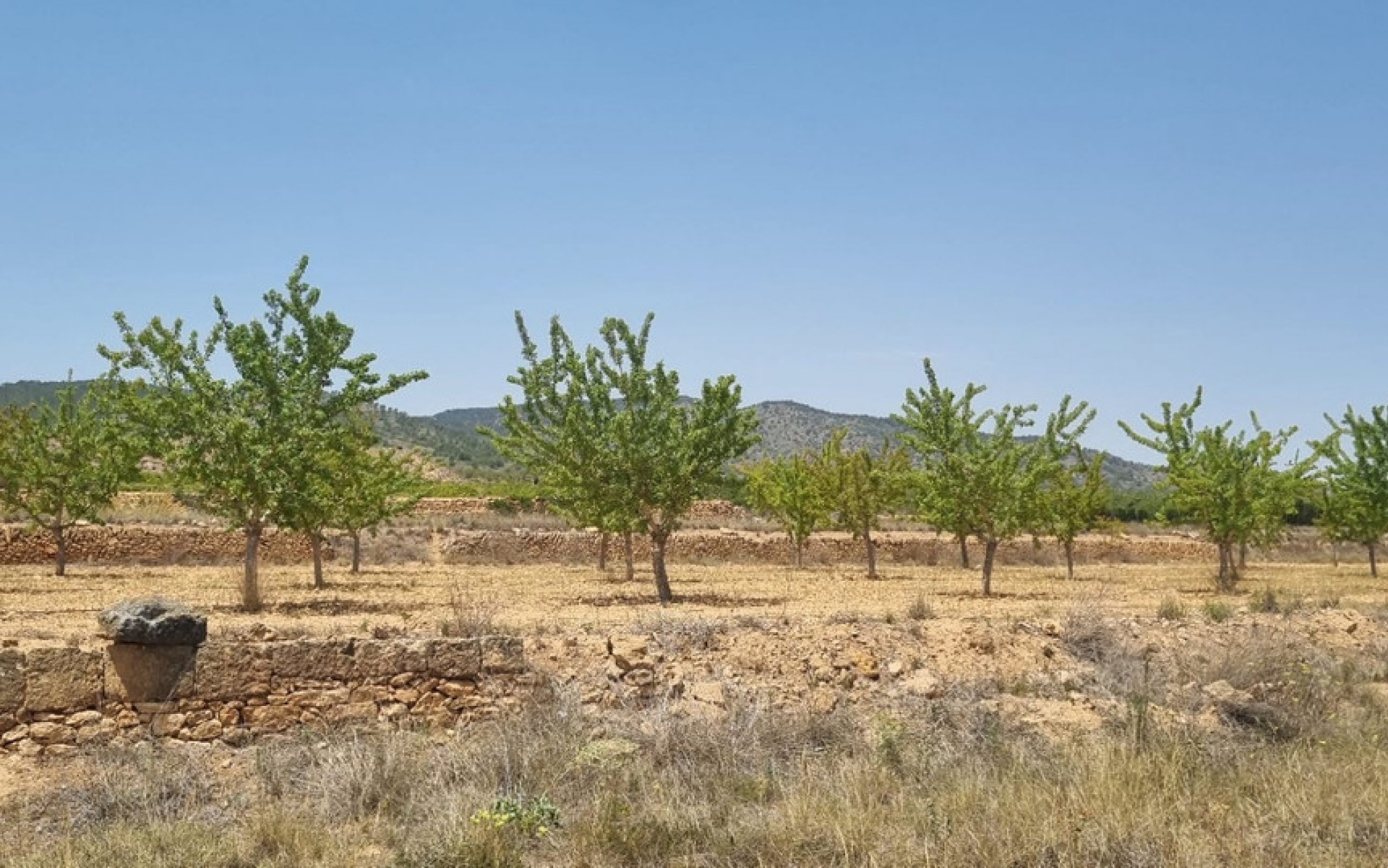  - Landa -  - Yecla Centro