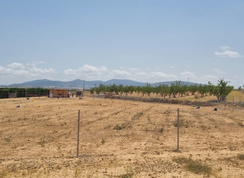  - Landa -  - Yecla Centro