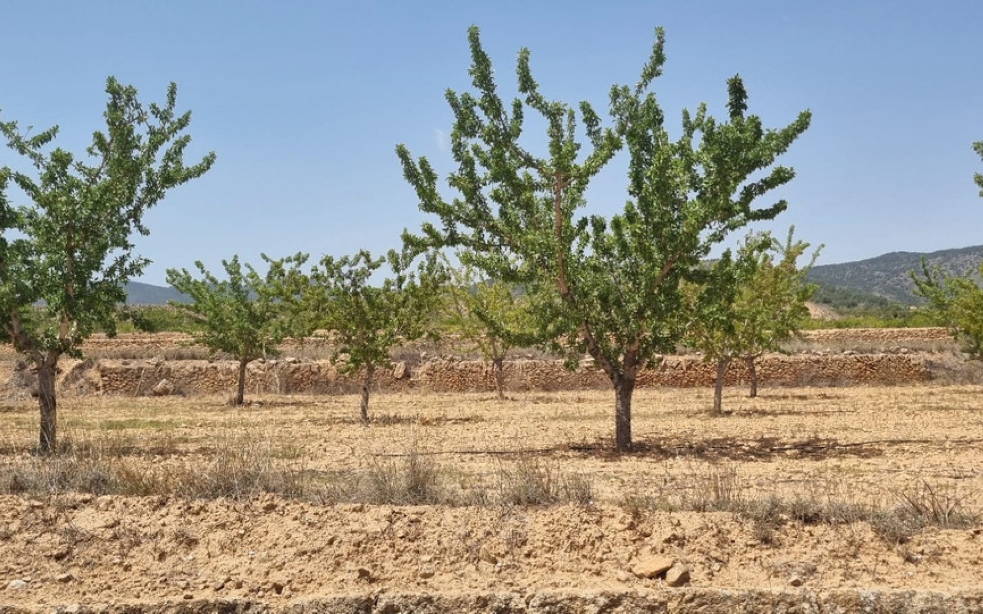  - Landa -  - Yecla Centro