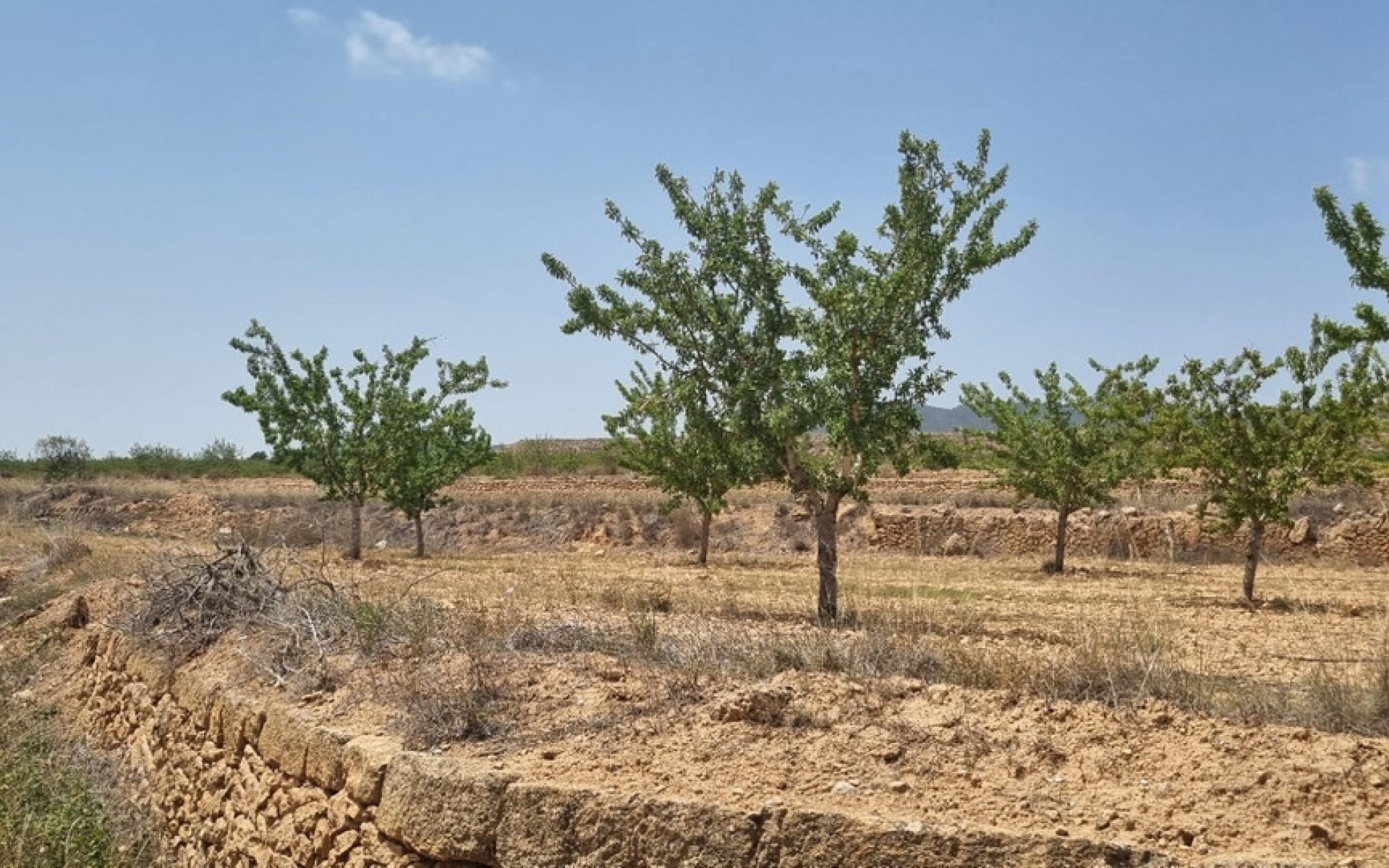  - Landa -  - Yecla Centro