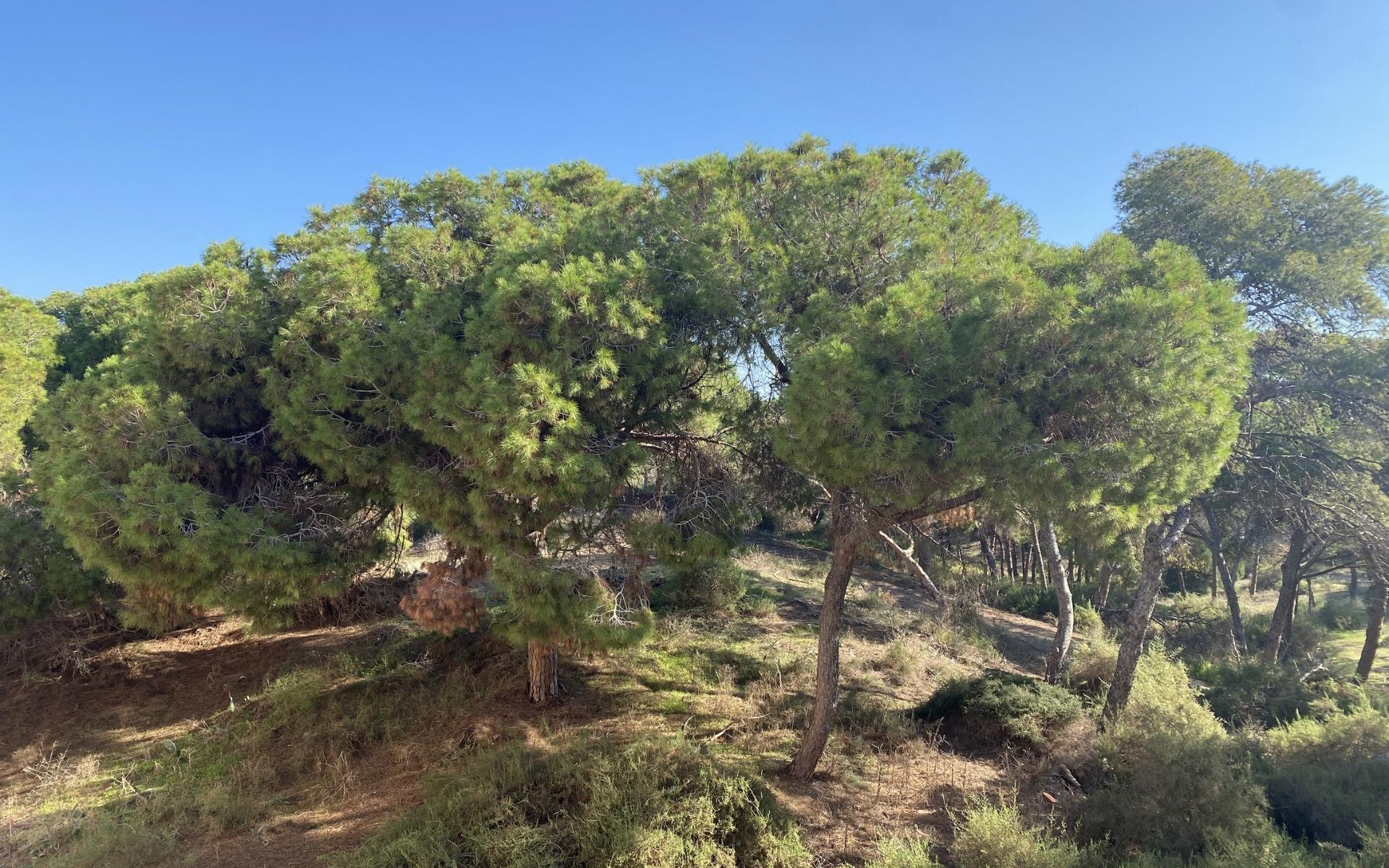Neubau - Apartment - Guardamar Del Segura - Centro