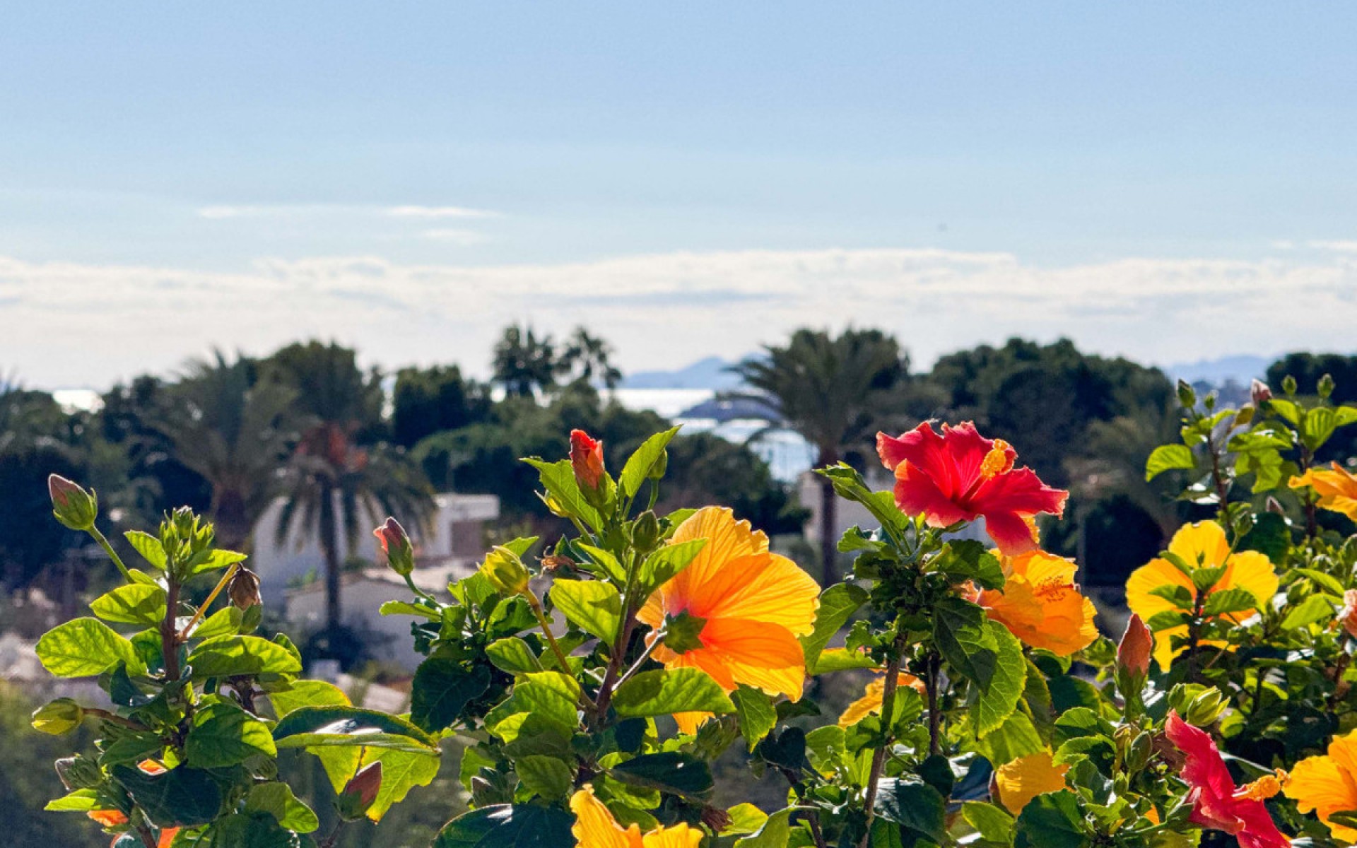 Resale - Apartment - Orihuela - Punta Prima