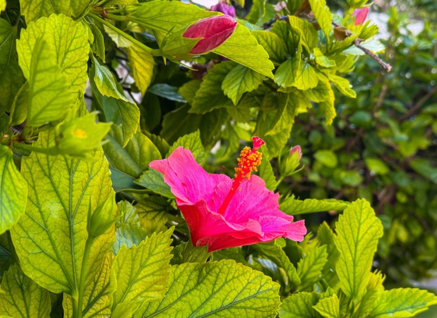 Resale - Appartement - Torrevieja - Torrevieja Centro