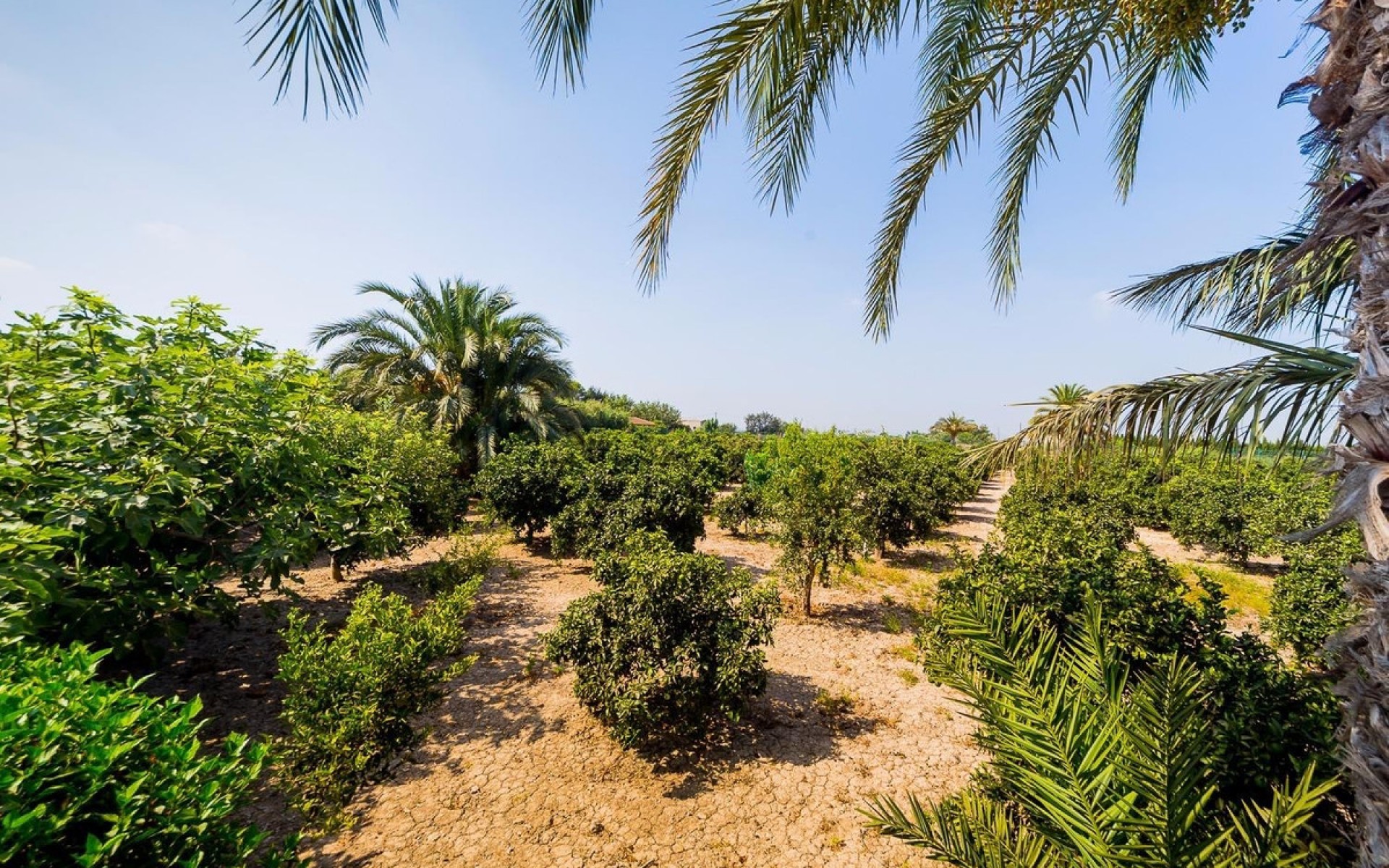 Resale - Country House - Almoradi - Almoradi Centro