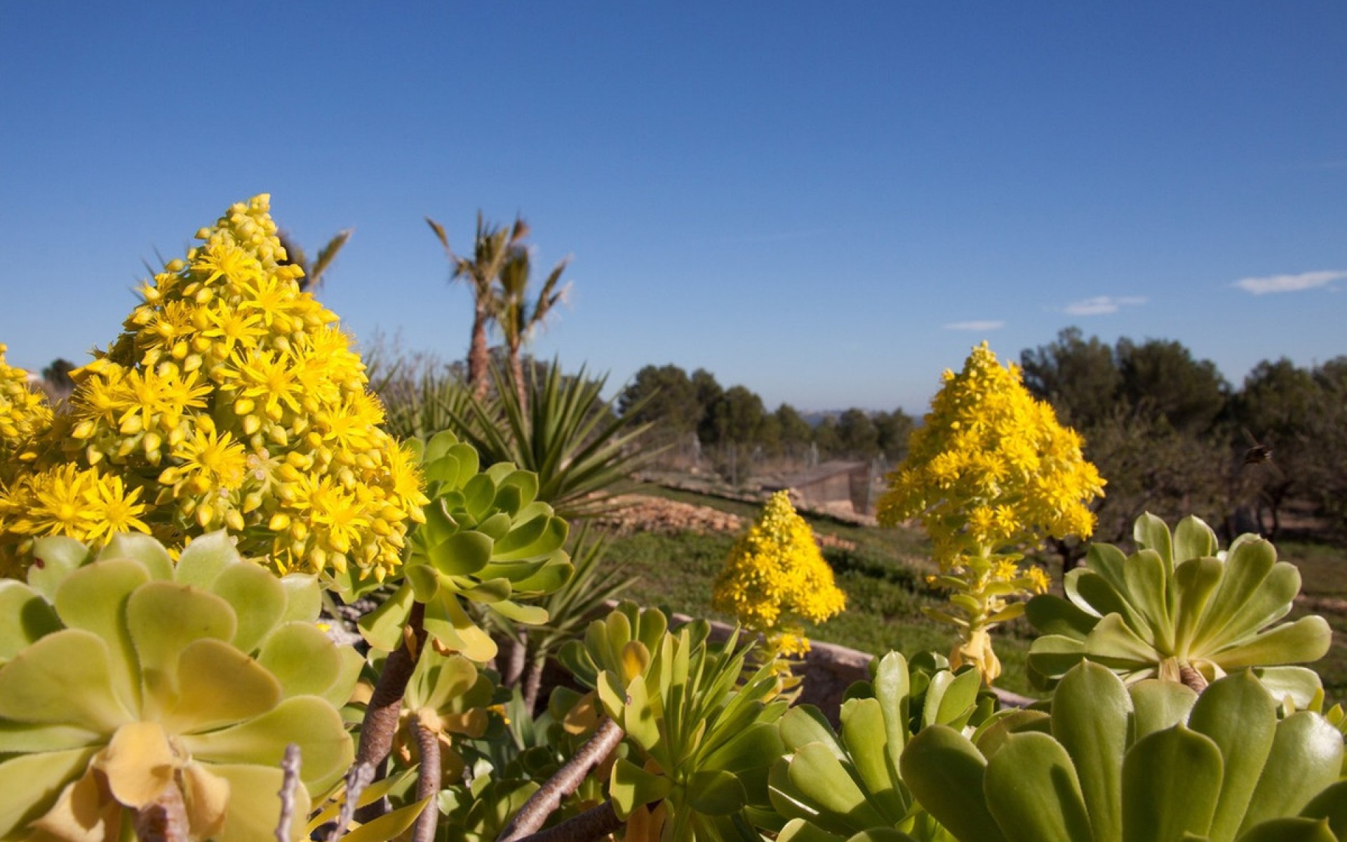 Resale - Country House - BenIssa - Benissa Centro