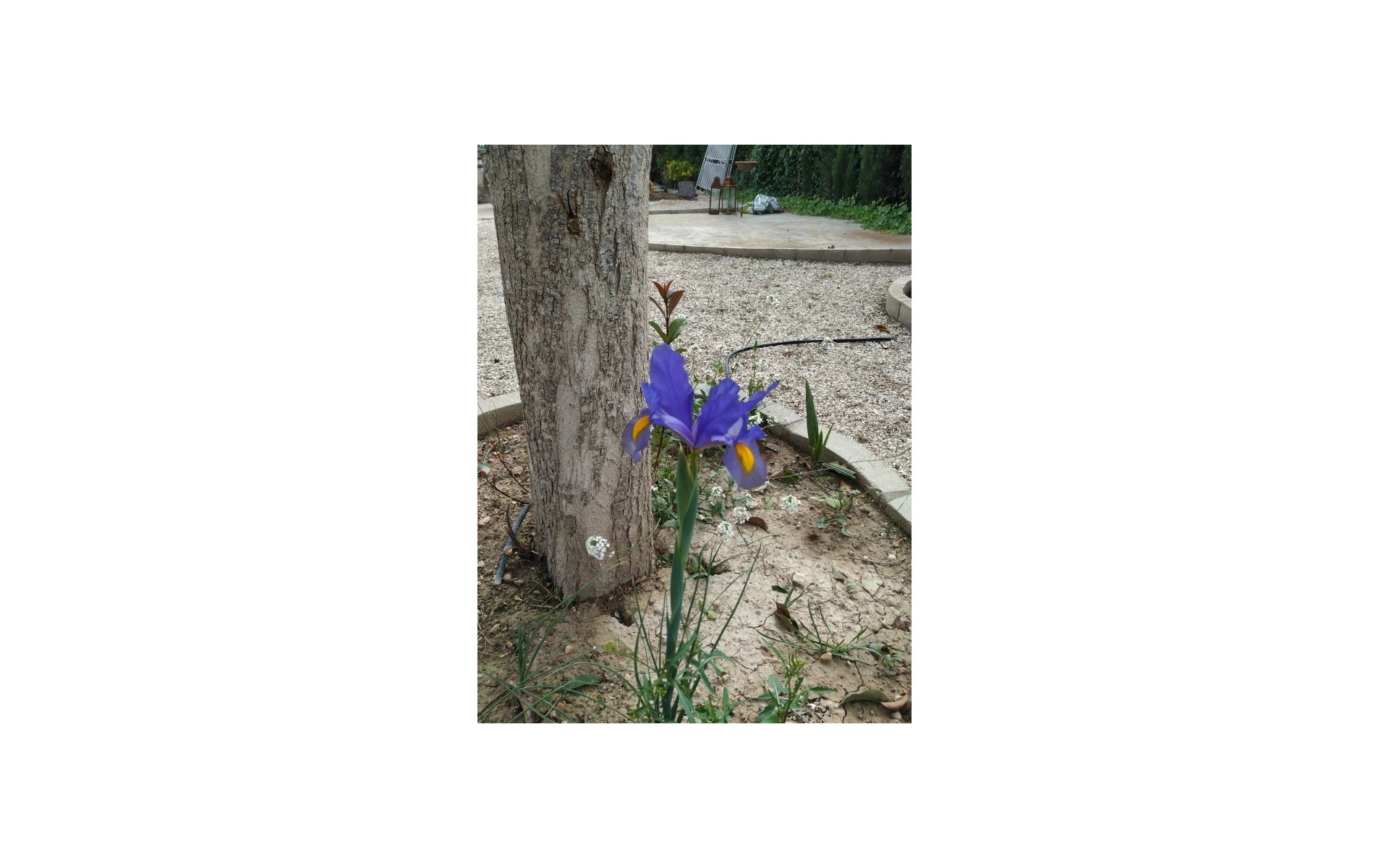 Resale - Country House - Crevillente - Crevillent - Crevillente - Crevillent Centro