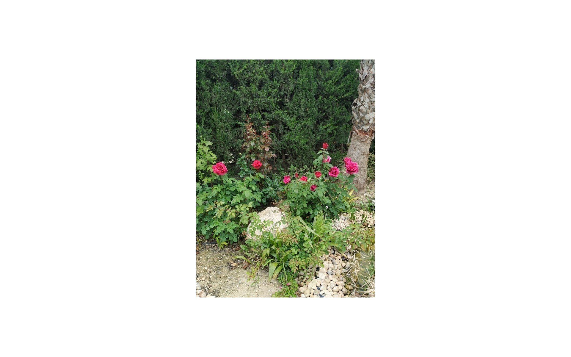 Resale - Country House - Crevillente - Crevillent - Crevillente - Crevillent Centro