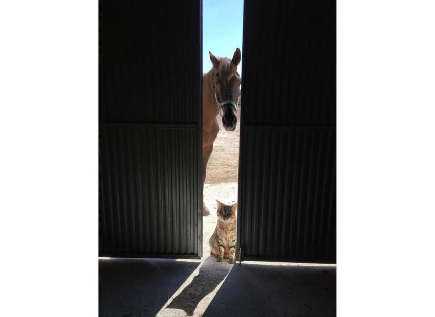 Resale - Country House - Jumilla - Torre del Rico