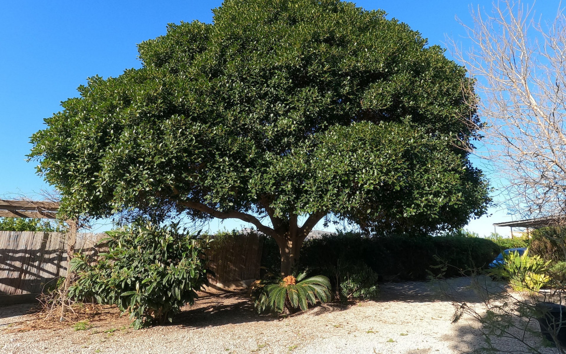 Resale - Country House - Orihuela - La Campaneta