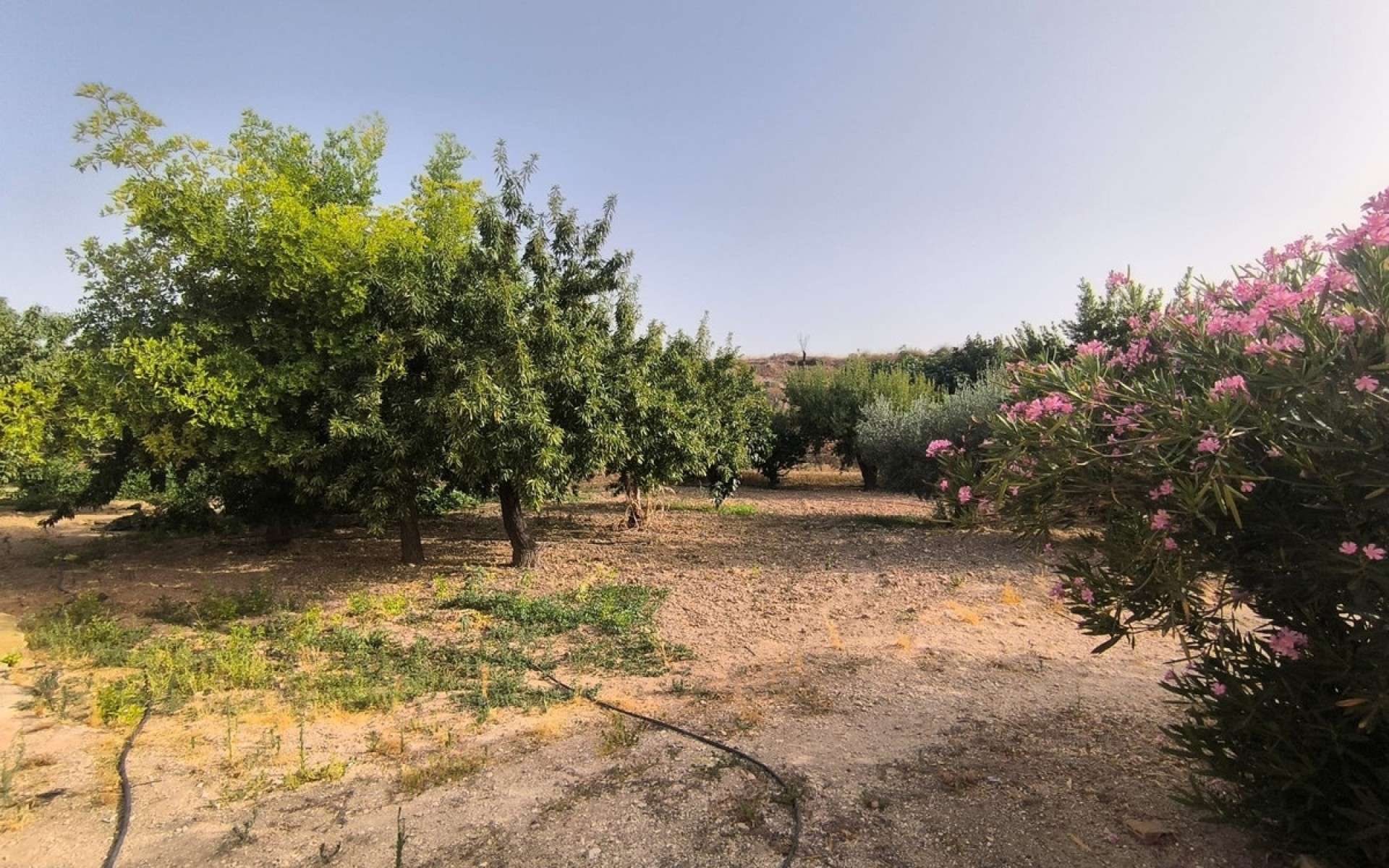Resale - Country House - Pinoso - Pinoso Centro