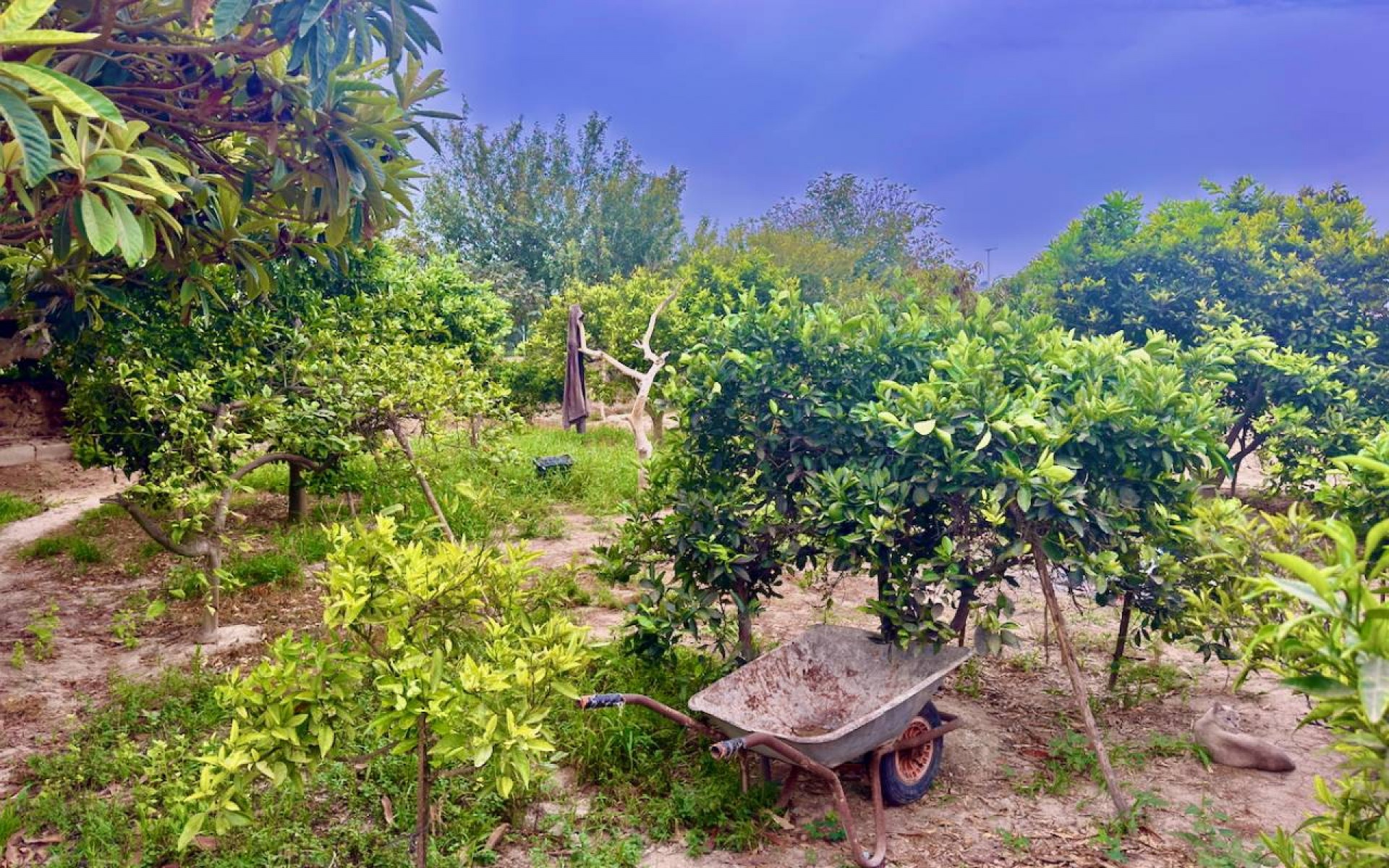 Resale - Country House - Rojales