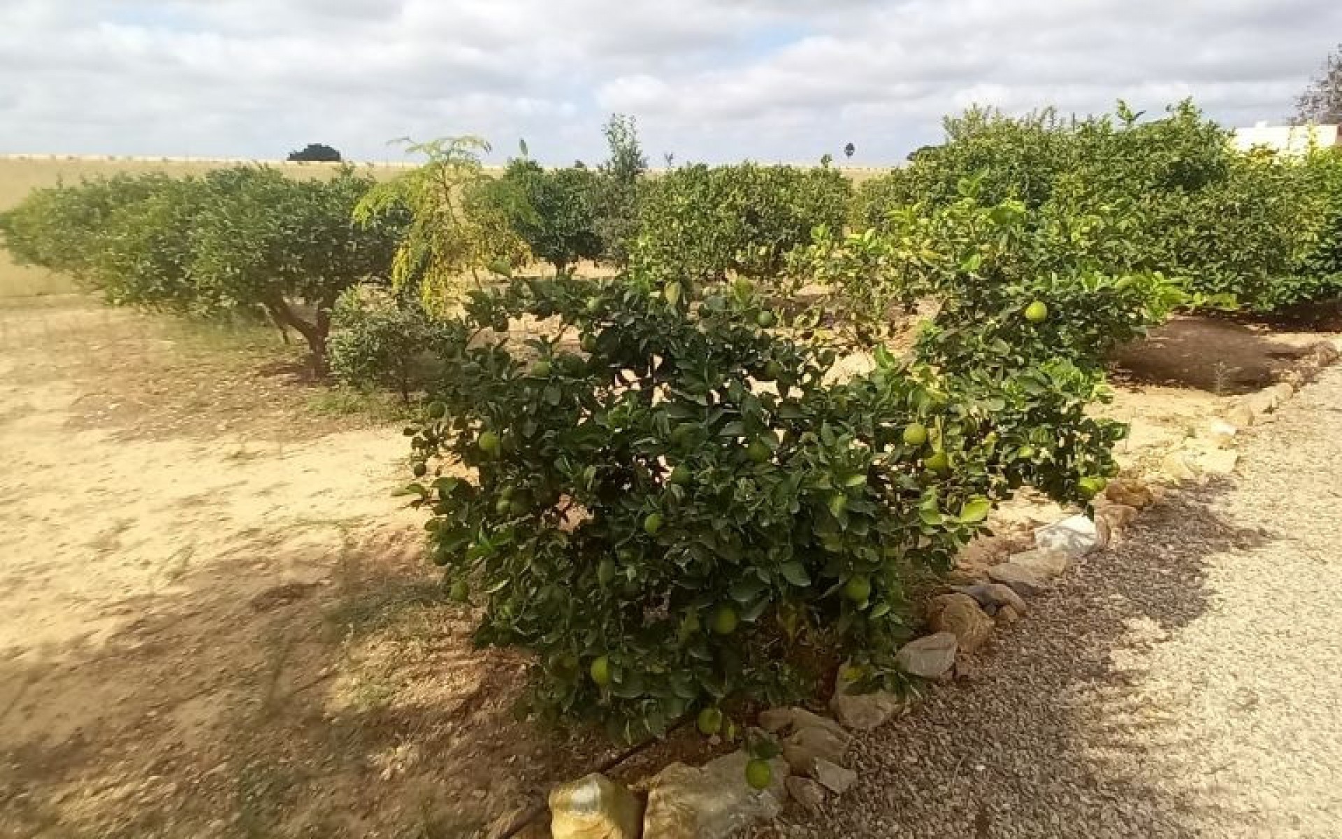 Resale - Country House - San Javier - San Javier Centro