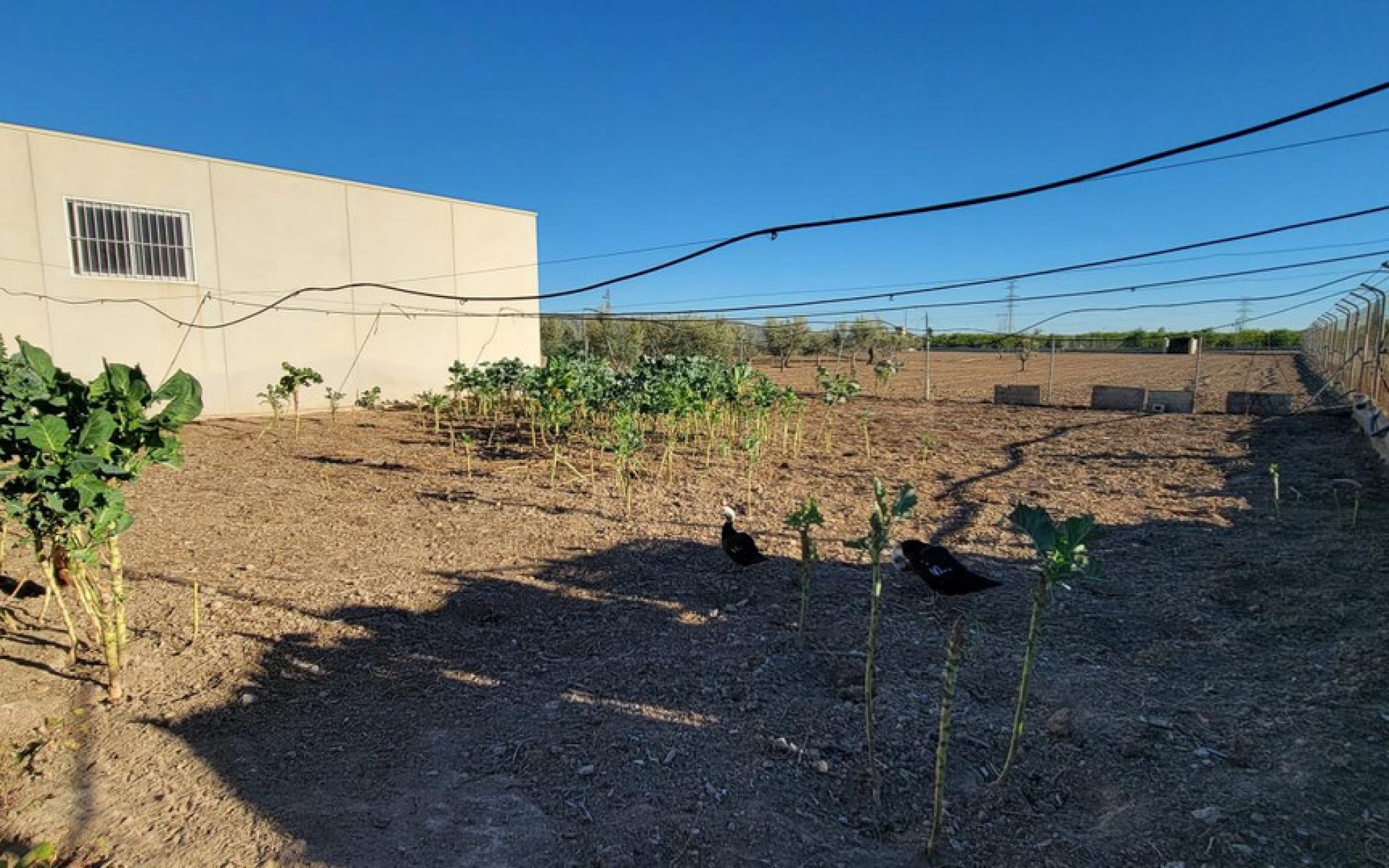 Resale - Country House - San Miguel De Salinas - San Miguel de Salinas Centro