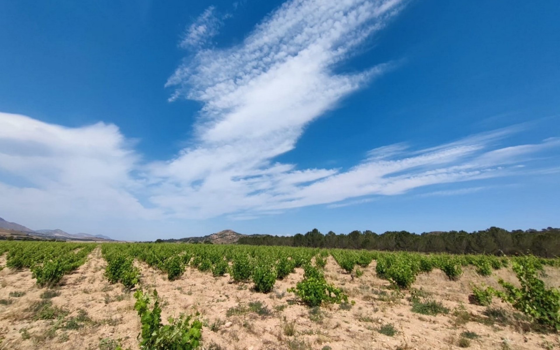 Resale - Country House - Yecla - Yecla Centro