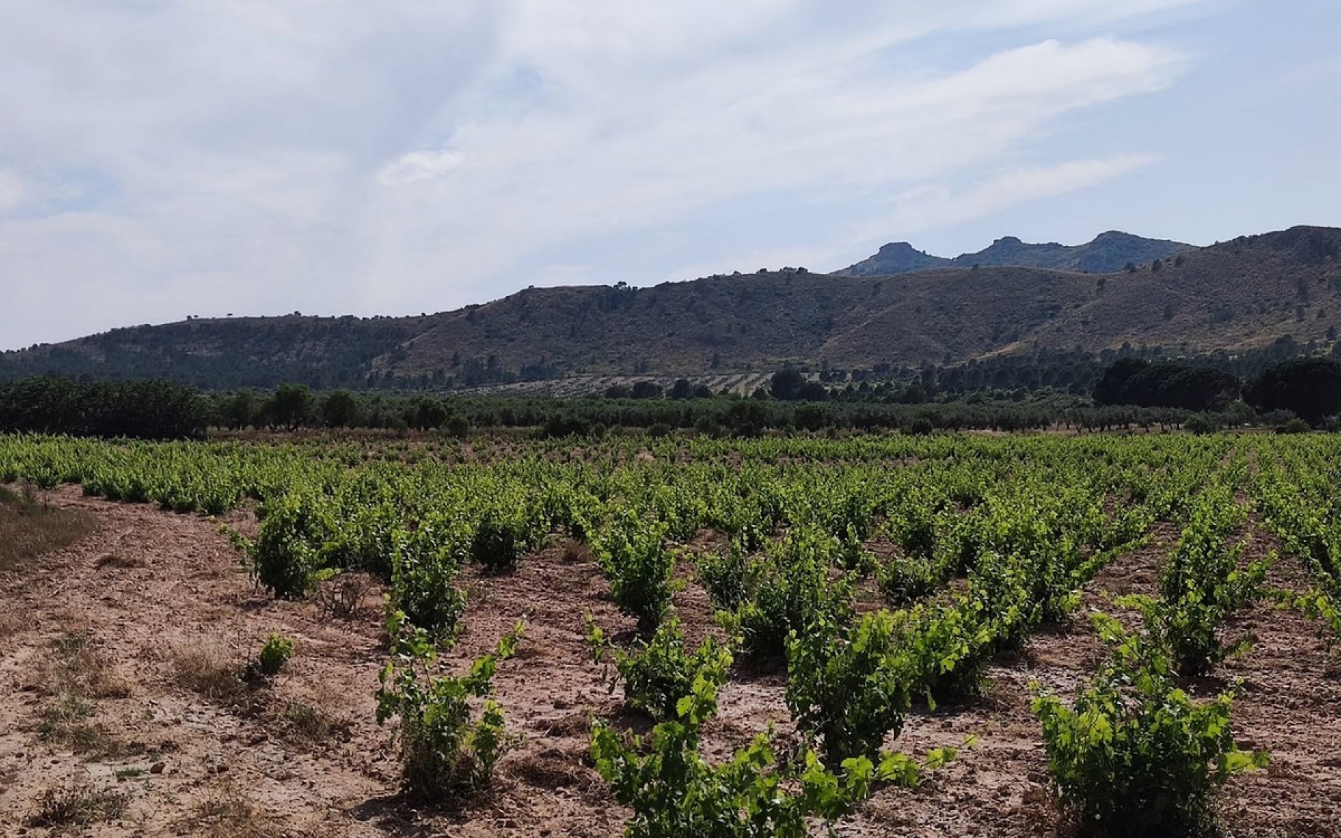 Resale - Country House - Yecla - Yecla Centro