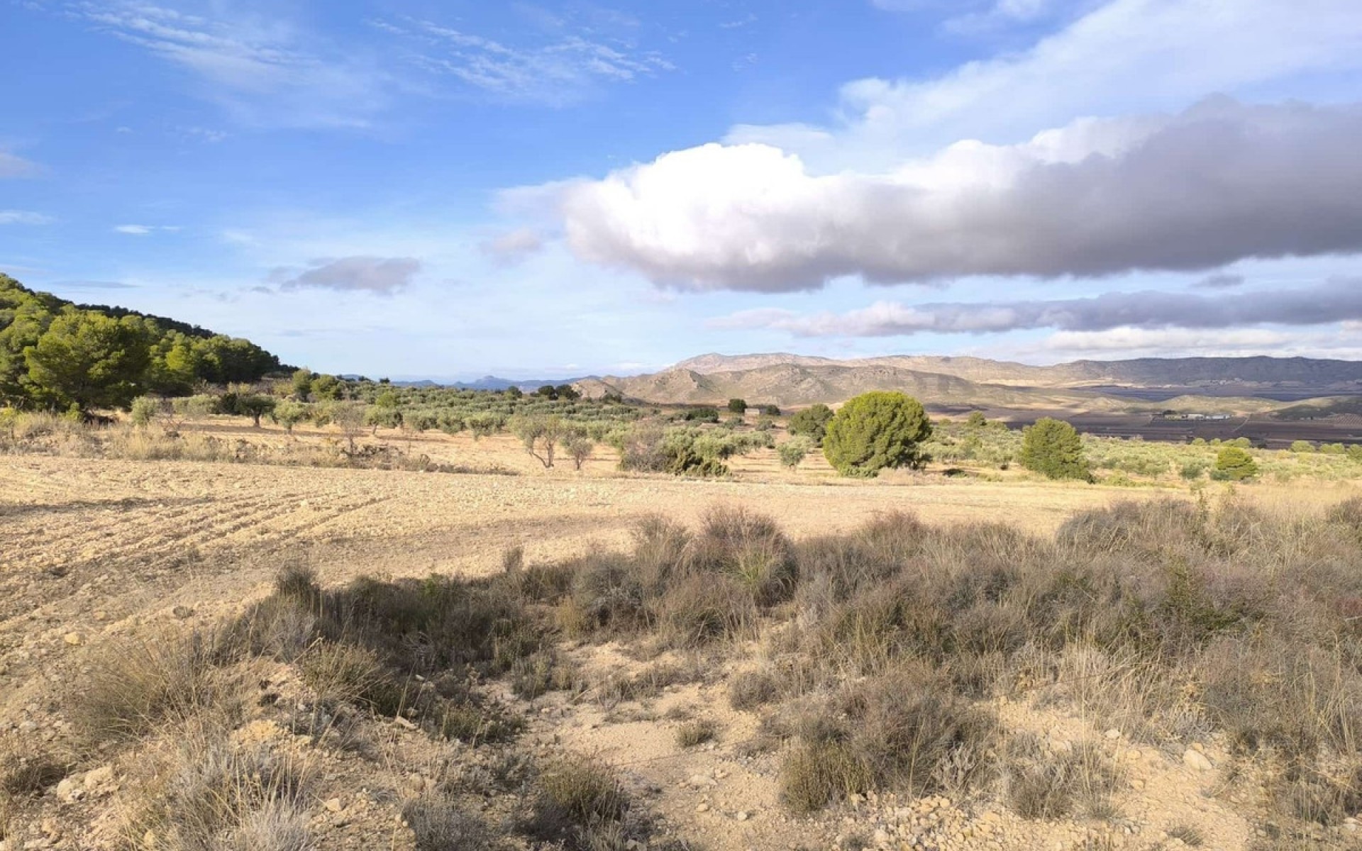 Resale - Country House - Yecla - Yecla Centro