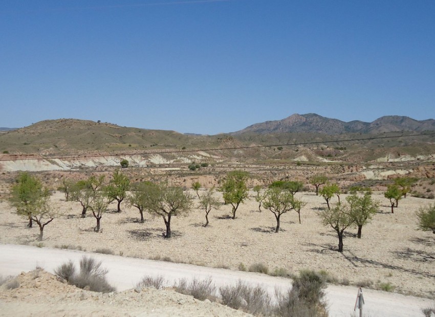 Resale - Land - Abanilla - Abanilla Centro