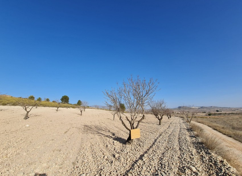 Resale - Land - Jumilla - Jumilla Centro