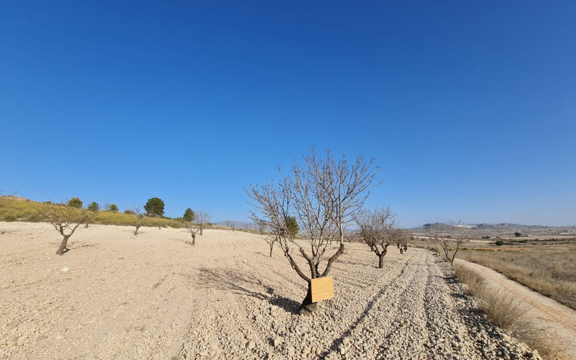 Resale - Land - Jumilla - Jumilla Centro