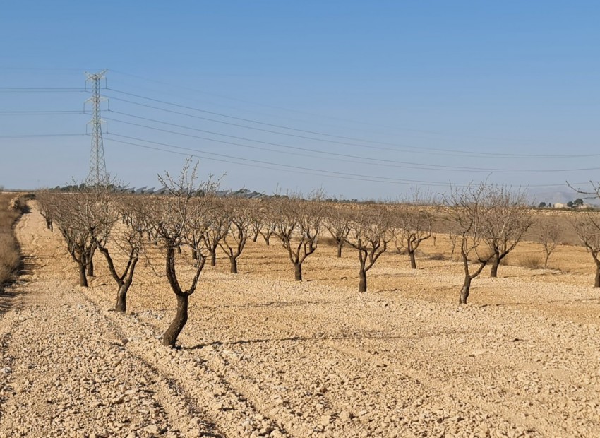Resale - Land - Jumilla - Jumilla Centro