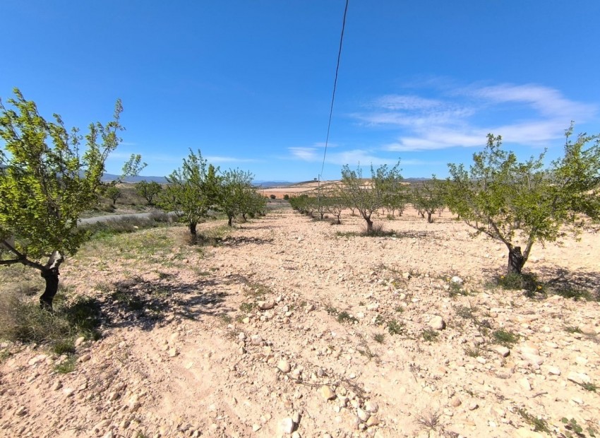 Resale - Land - Jumilla - Jumilla Centro