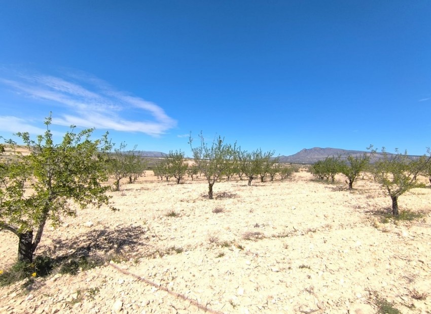 Resale - Land - Jumilla - Jumilla Centro