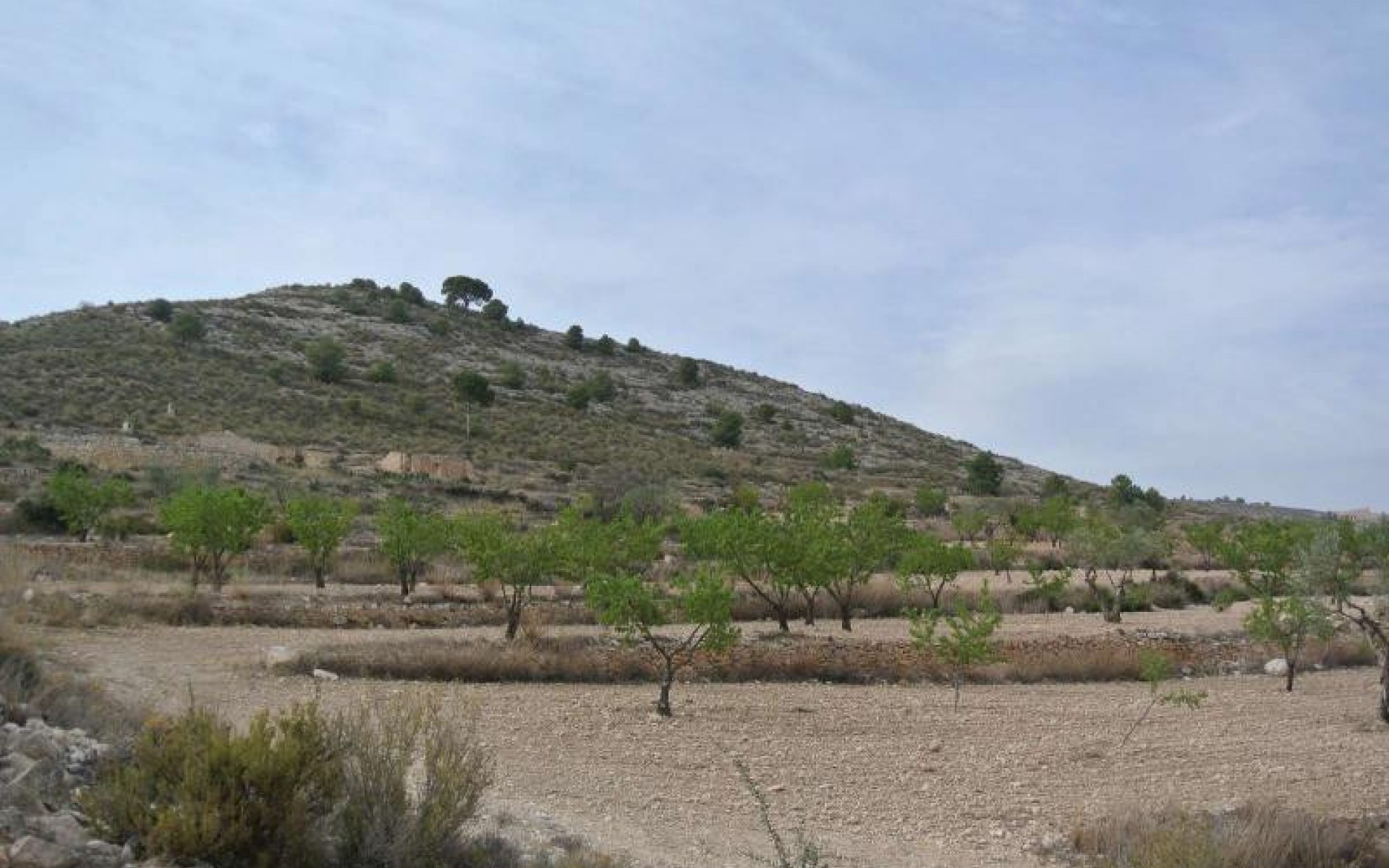 Resale - Land - Jumilla - Jumilla Centro