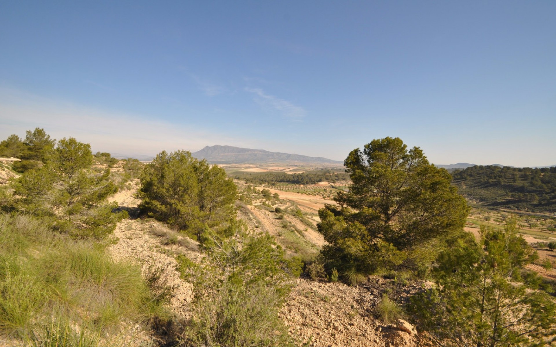 Resale - Land - Jumilla - La Zarza