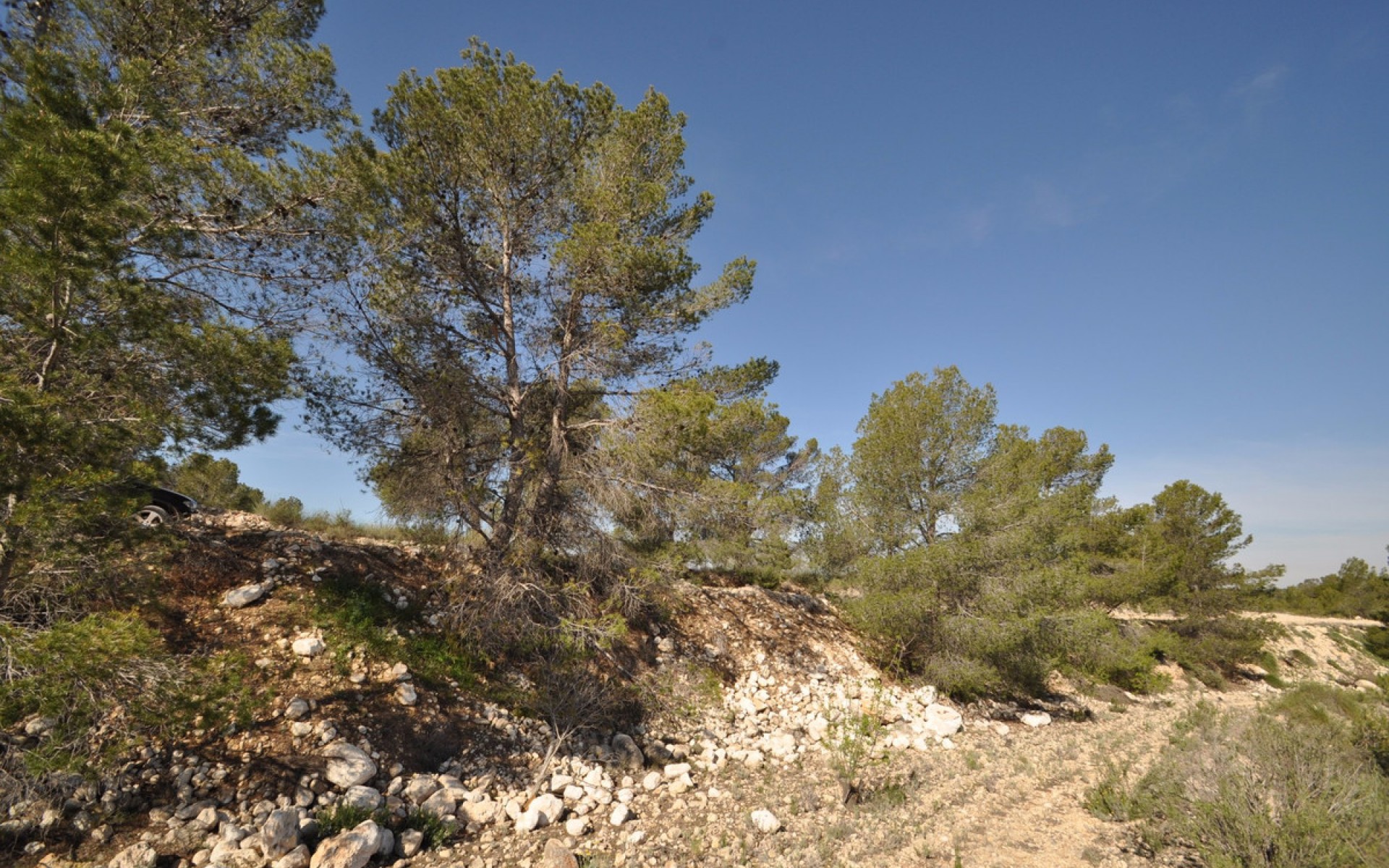 Resale - Land - Jumilla - La Zarza