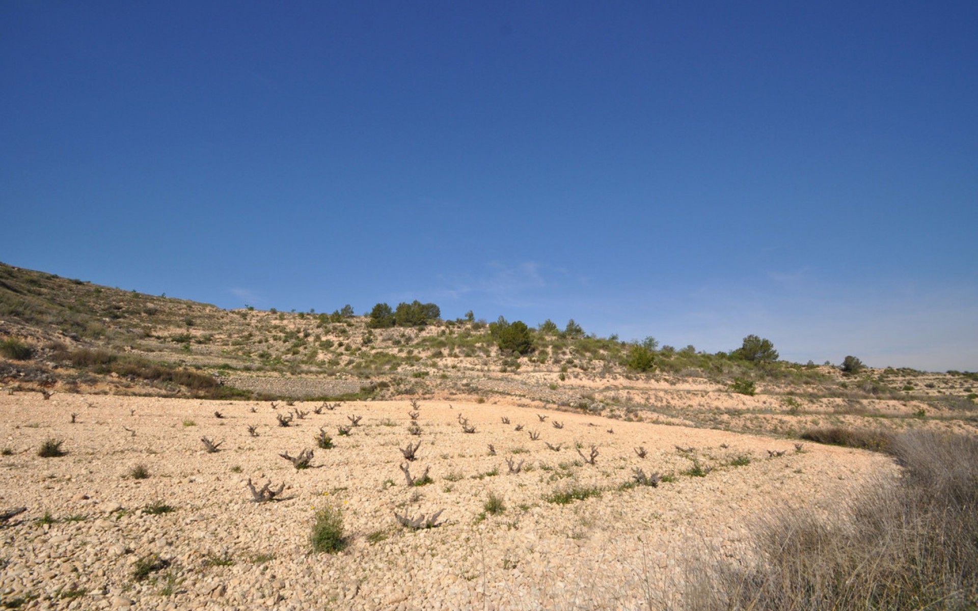 Resale - Land - Jumilla - La Zarza