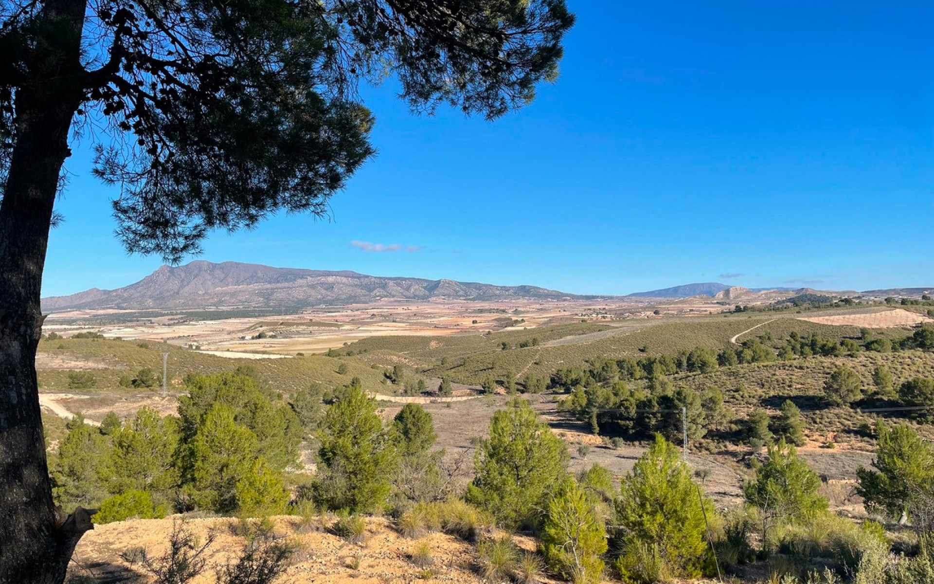Resale - Land - Jumilla - La Zarza