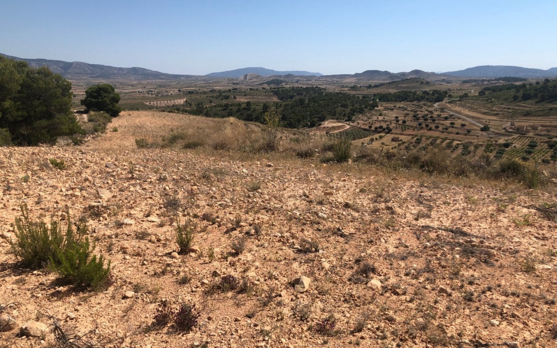 Resale - Land - Jumilla - La Zarza