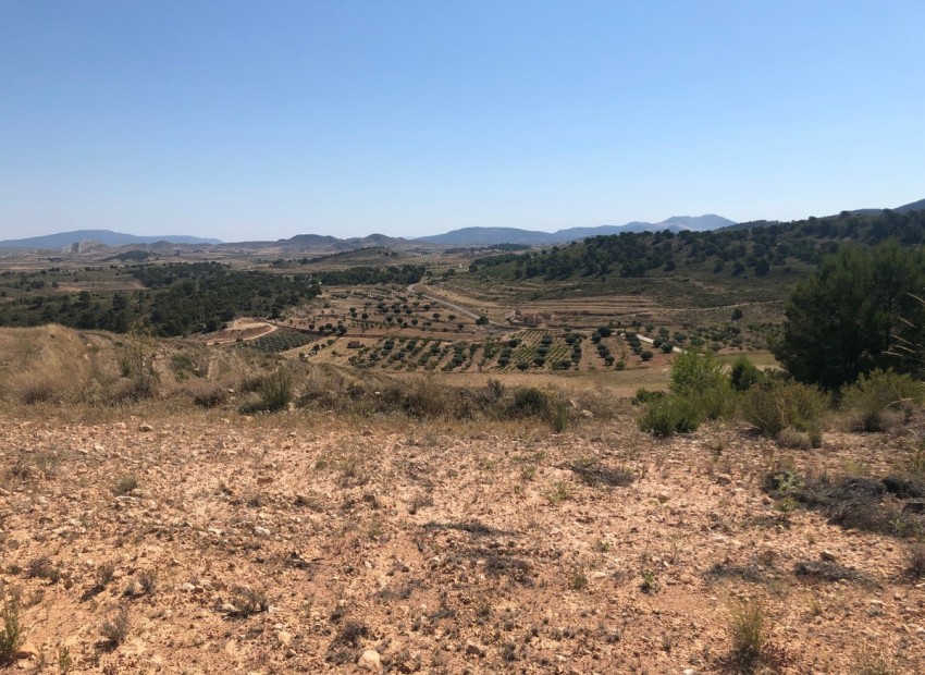 Resale - Land - Jumilla - La Zarza