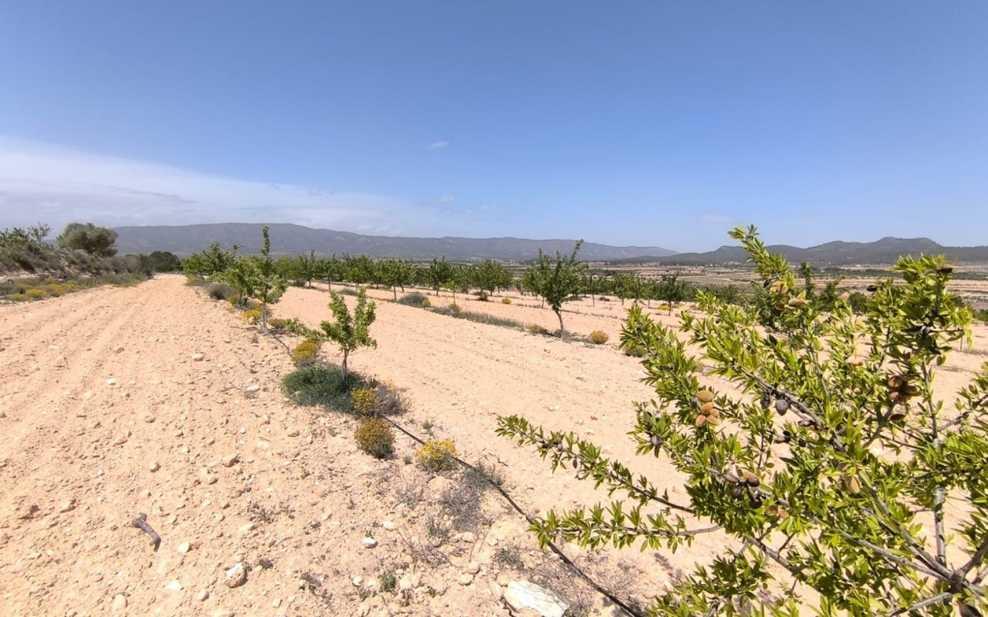 Resale - Land - Monóvar - Monòver - Monóvar - Monòver Centro