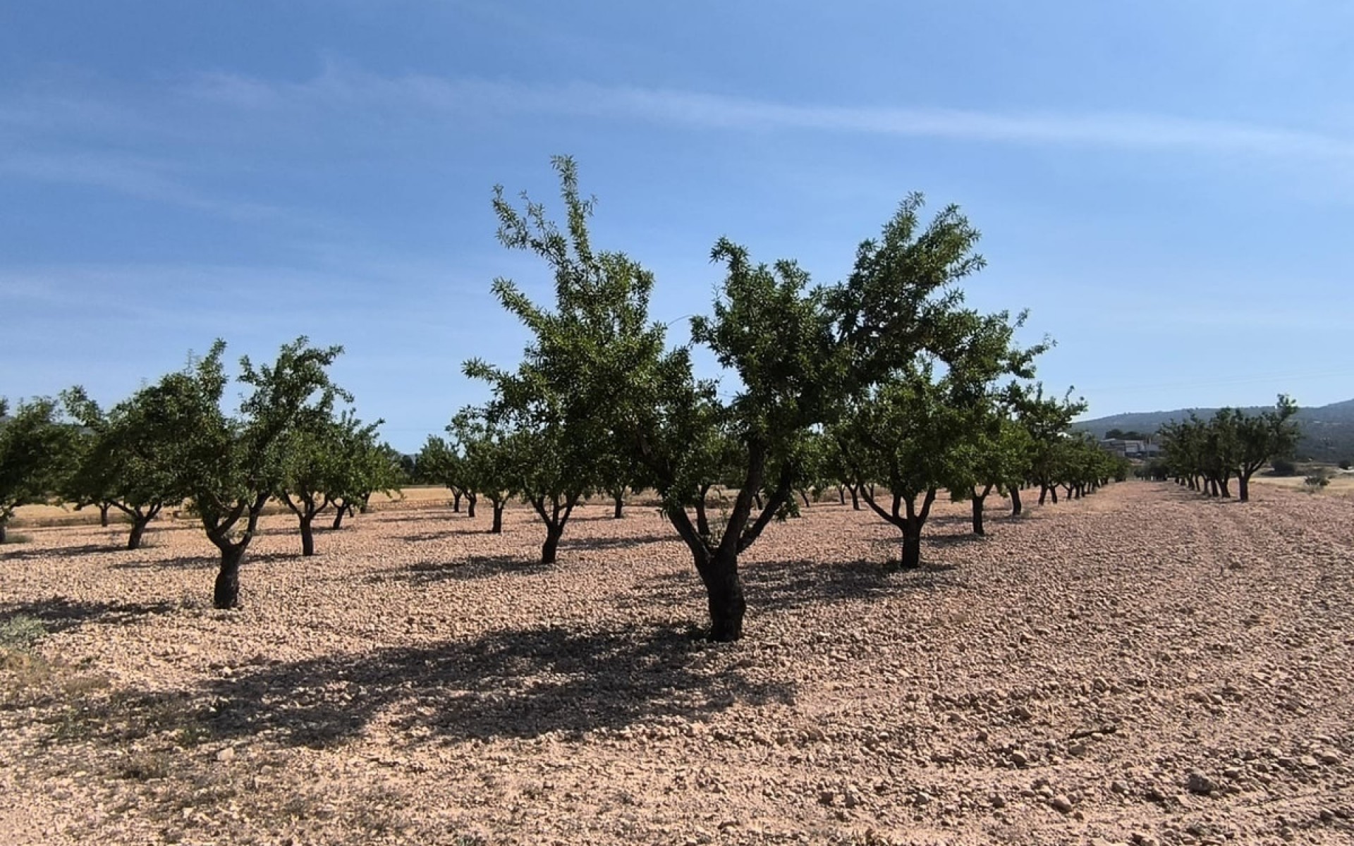 Resale - Land - Monóvar - Monòver - Monóvar - Monòver Centro