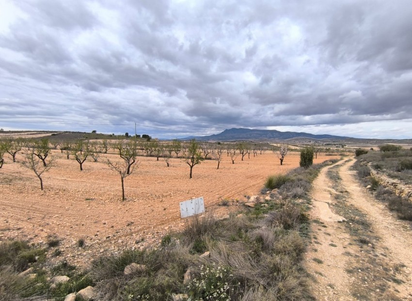 Resale - Land - Pinoso - Pinoso Centro
