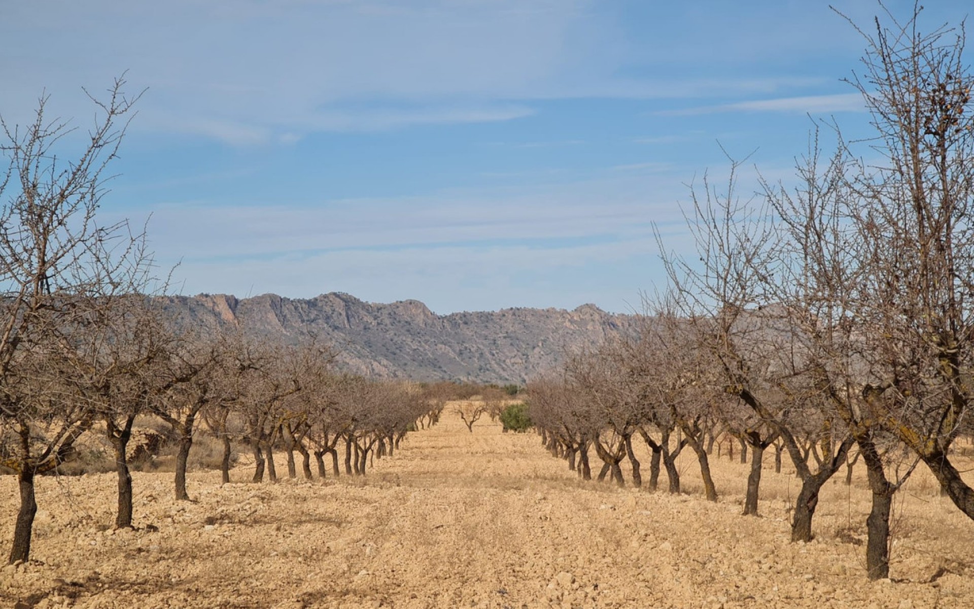 Resale - Land - Yecla - Raspay