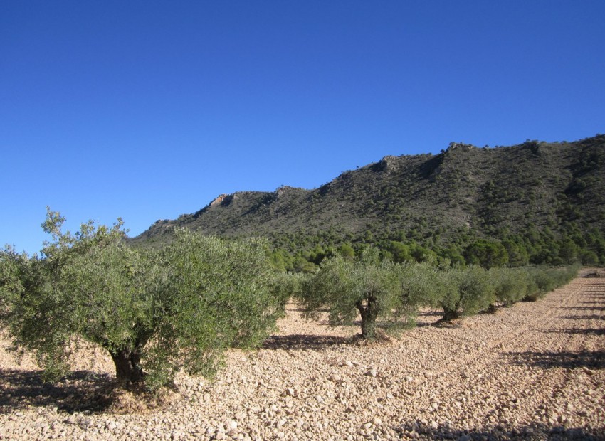 Resale - Land - Yecla - Yecla Centro