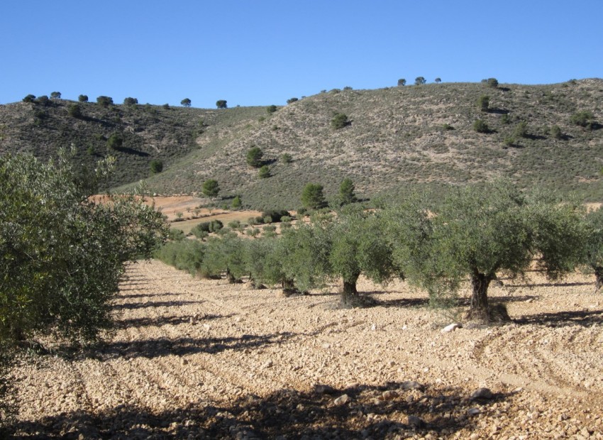 Resale - Land - Yecla - Yecla Centro