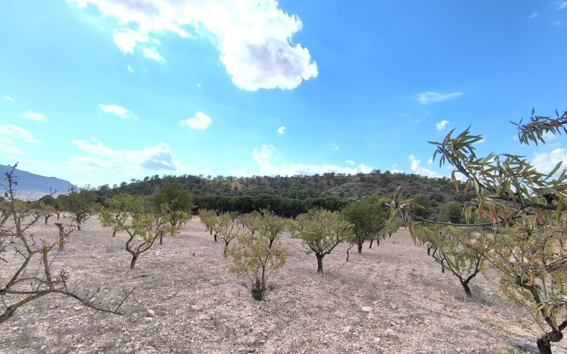 Resale - Land - Yecla - Yecla Centro