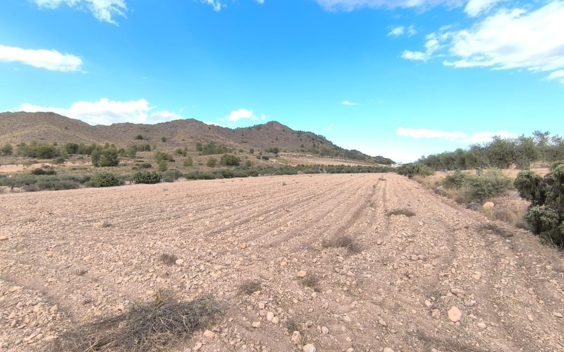 Resale - Land - Yecla - Yecla Centro