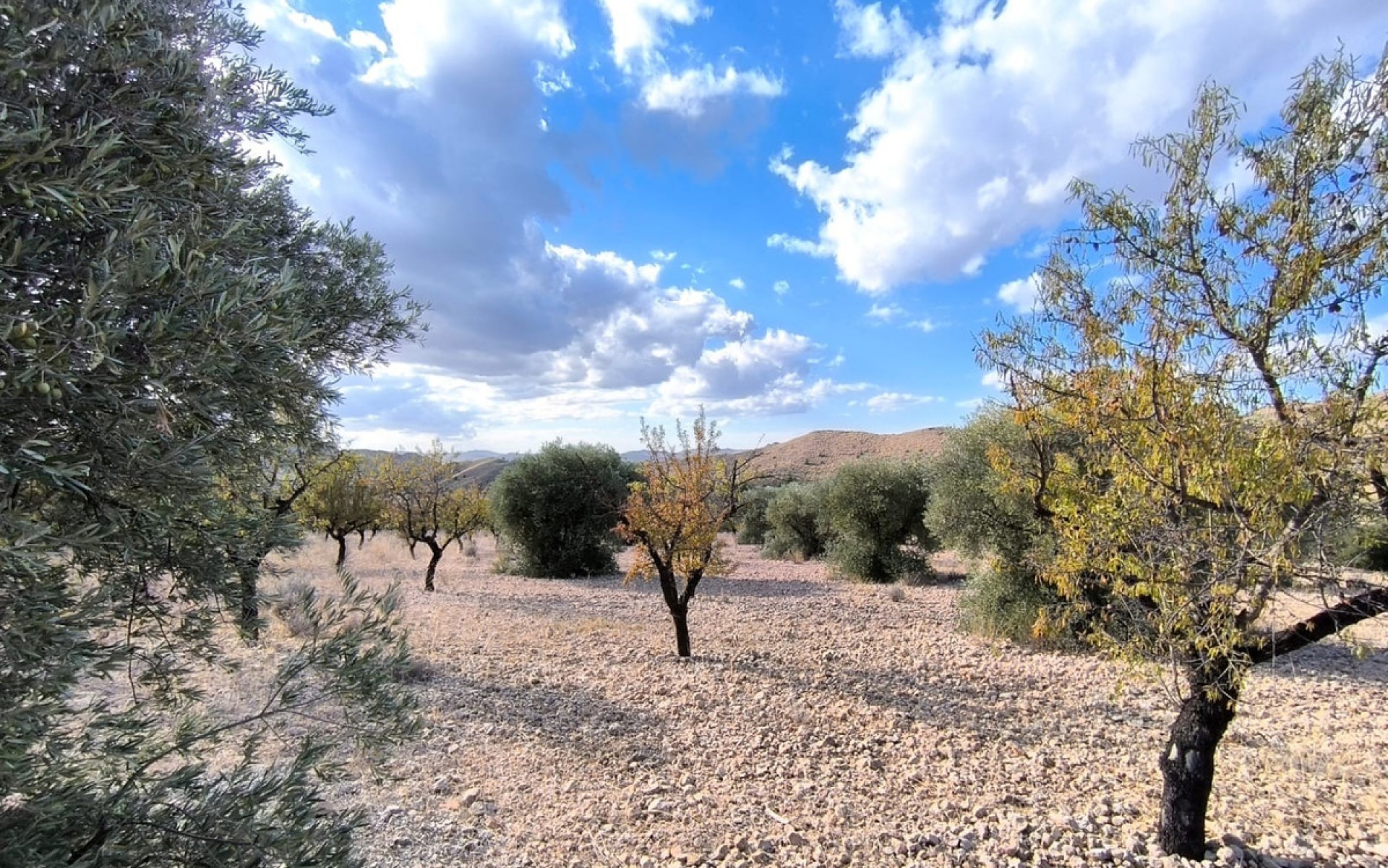 Resale - Land - Yecla - Yecla Centro