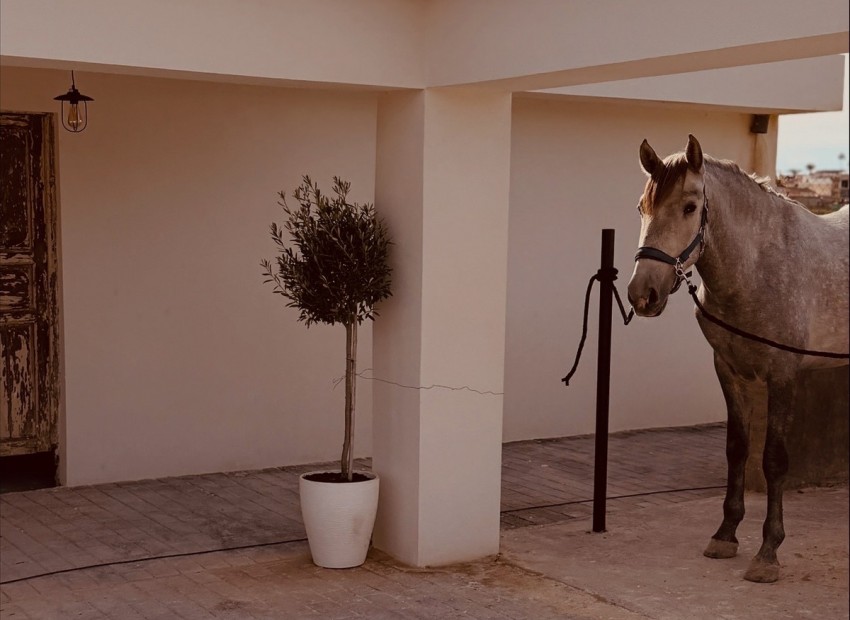 Resale - Landhuis - Algorfa - Algorfa Centro