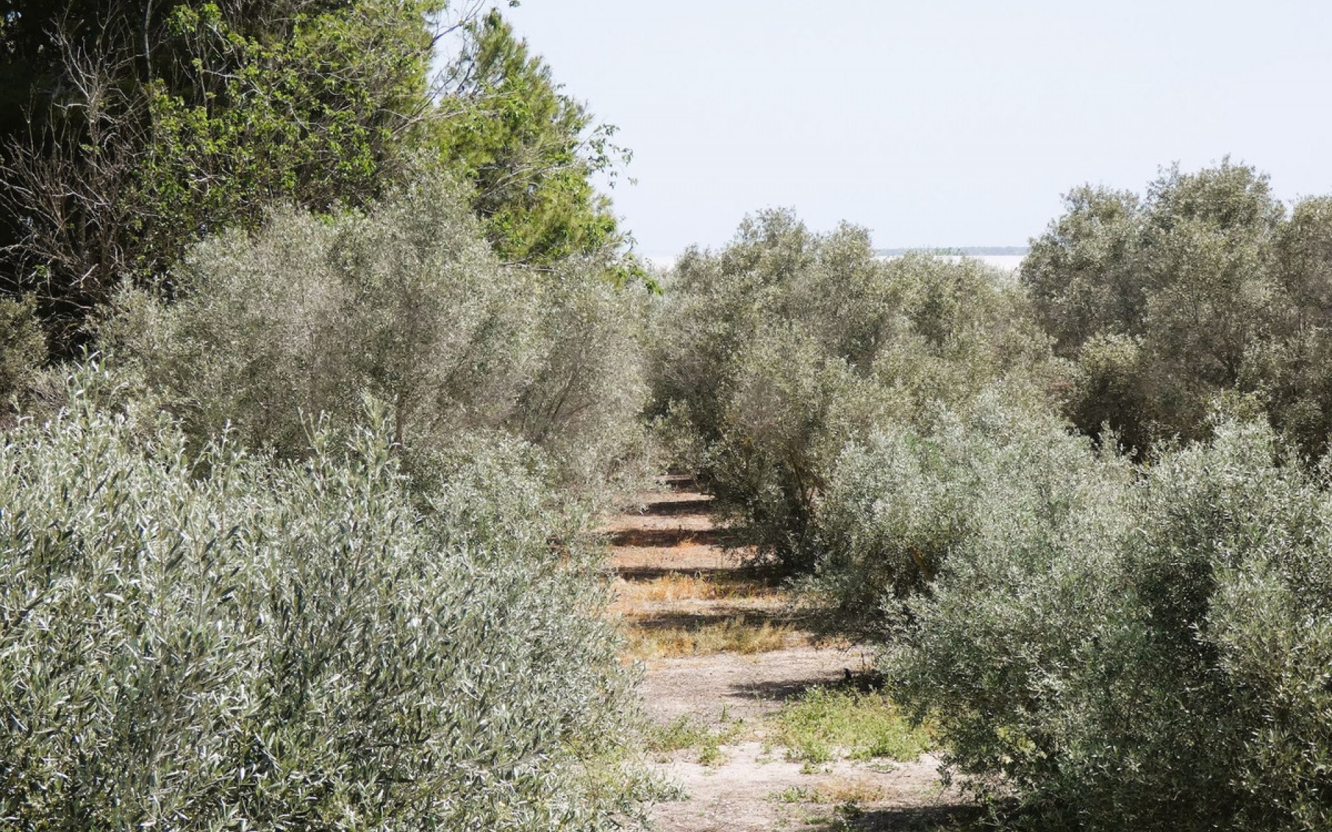 Resale - Landhuis - Dolores - Dolores Centro