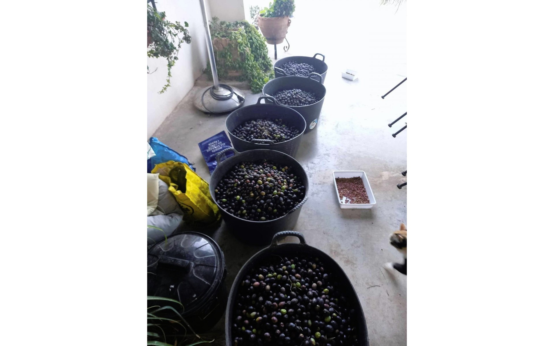 Resale - Landhuis - Dolores - Dolores Centro