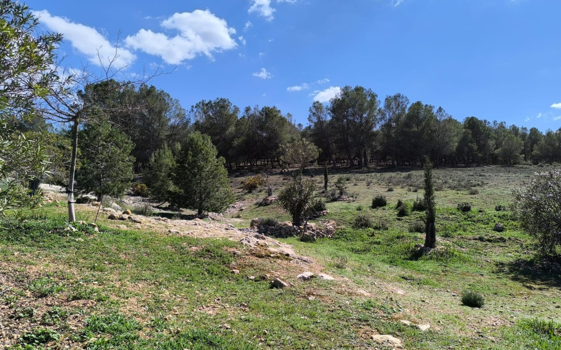 Resale - Landhuis - Villena - Villena Centro