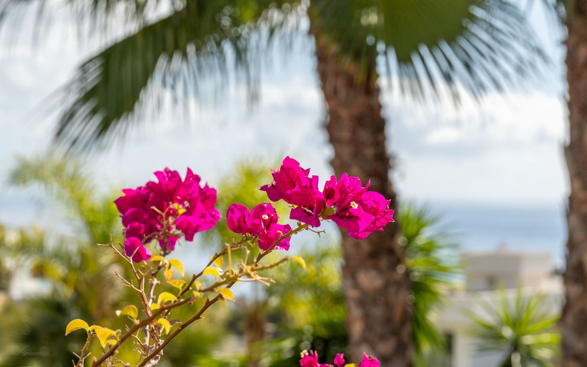 Resale - Villa - BenIssa - Benissa Coast