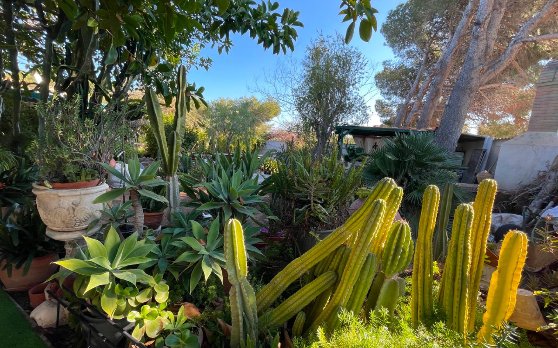 Resale - Villa - Cabo Roig