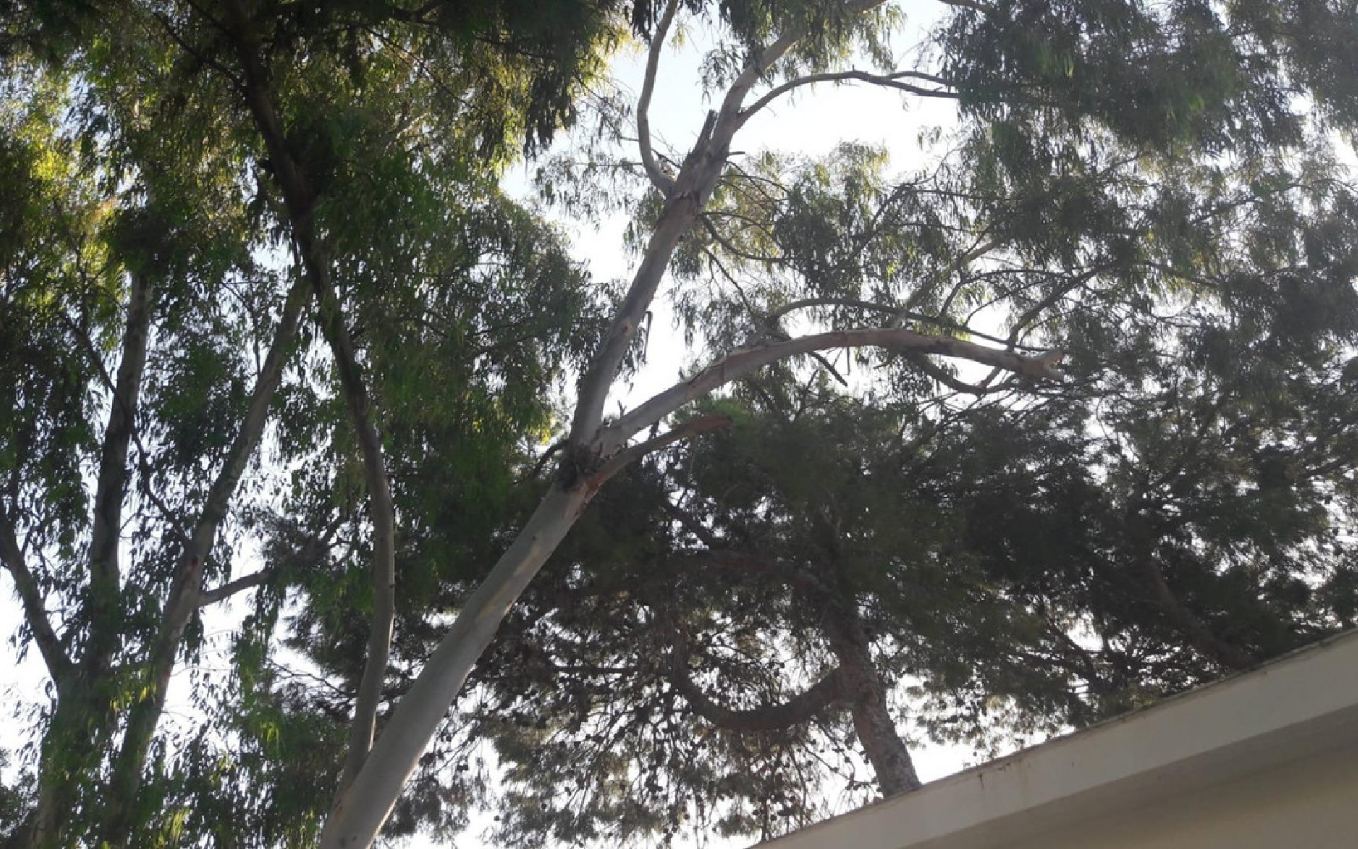 Resale - Villa - El Campello - El Campello 